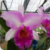 Rlc. Pink Diamond